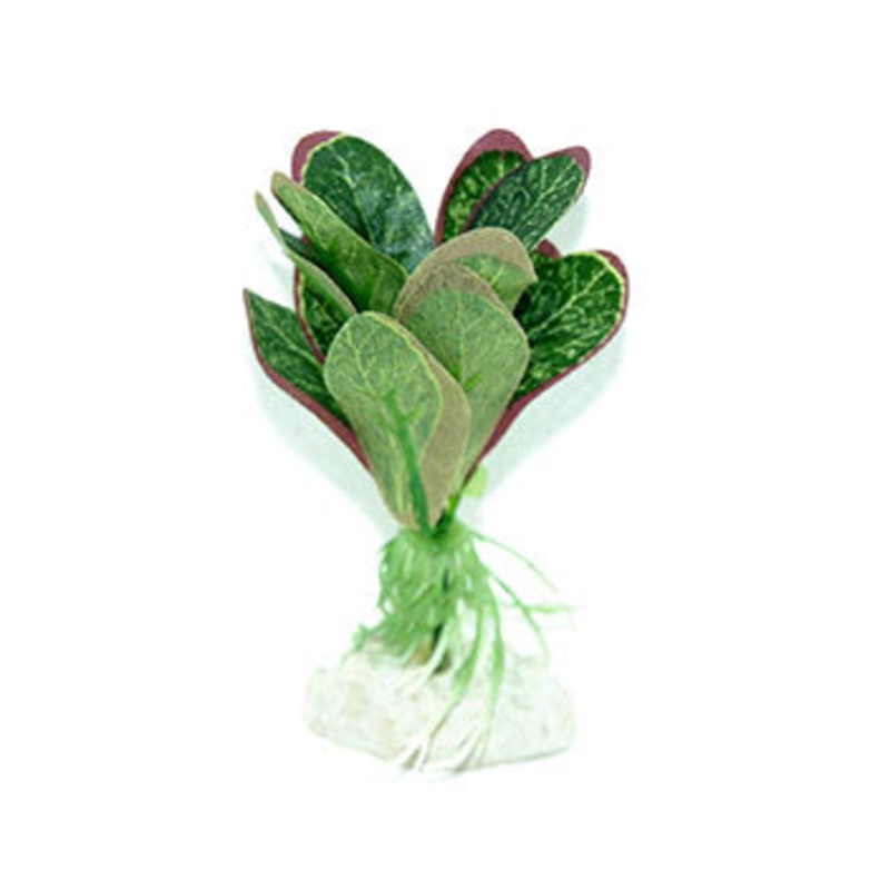 Red Tipped Anubius Silk Plant 10cm