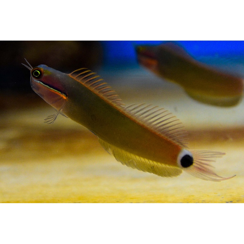 Tailspot Blenny