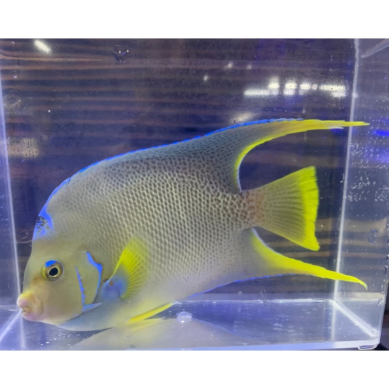 Angel – Blue Md/Lg
