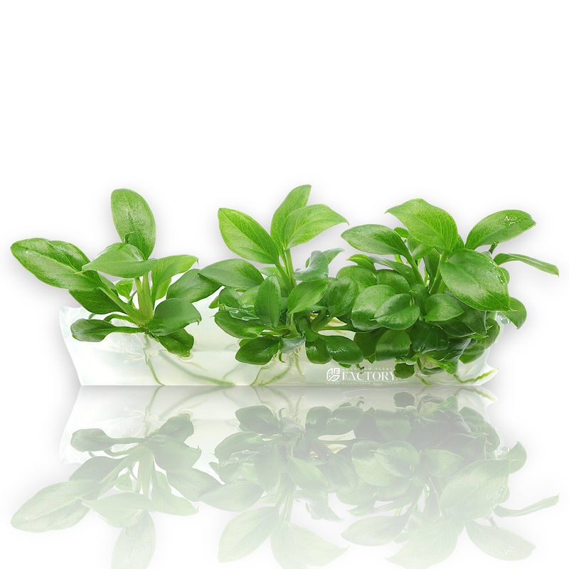 Anubias Heterophylla Vitro Culture