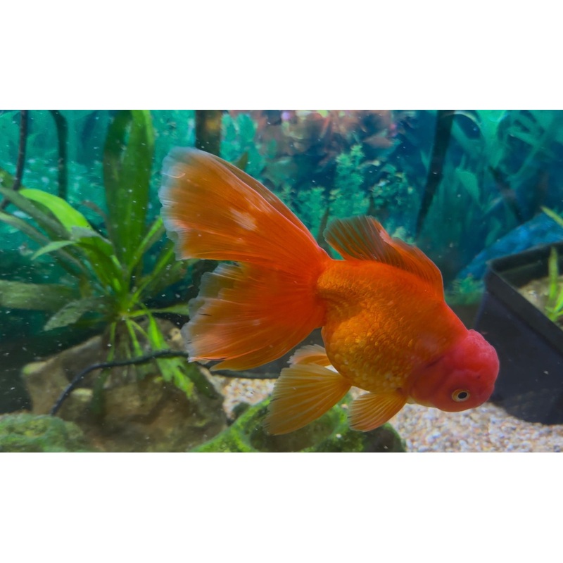 Assorted Oranda Goldfish 4-5″
