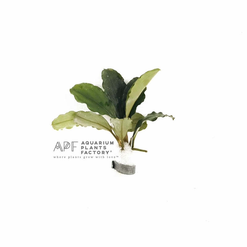 Bucephalandra Balloon Bunched Plants