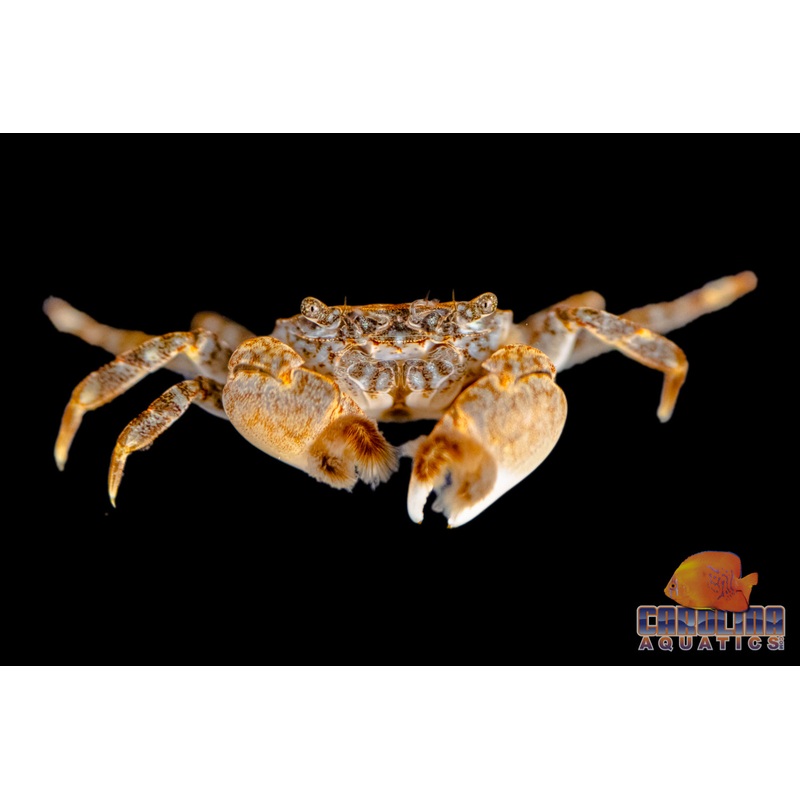 Invert – Crab Freshwater Pom Pom