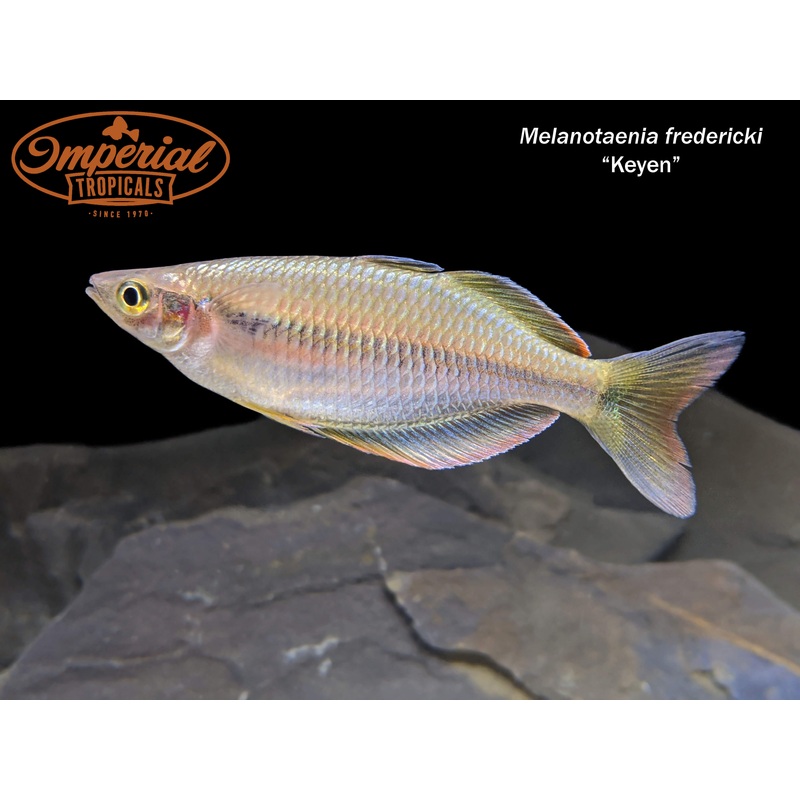 Keyen Rainbowfish 2-3″ Unsexed