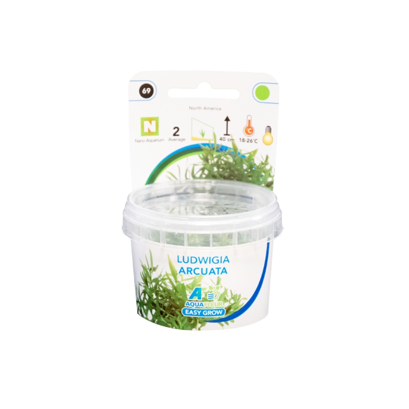 Ludwigia Arcuata – Easy Grow