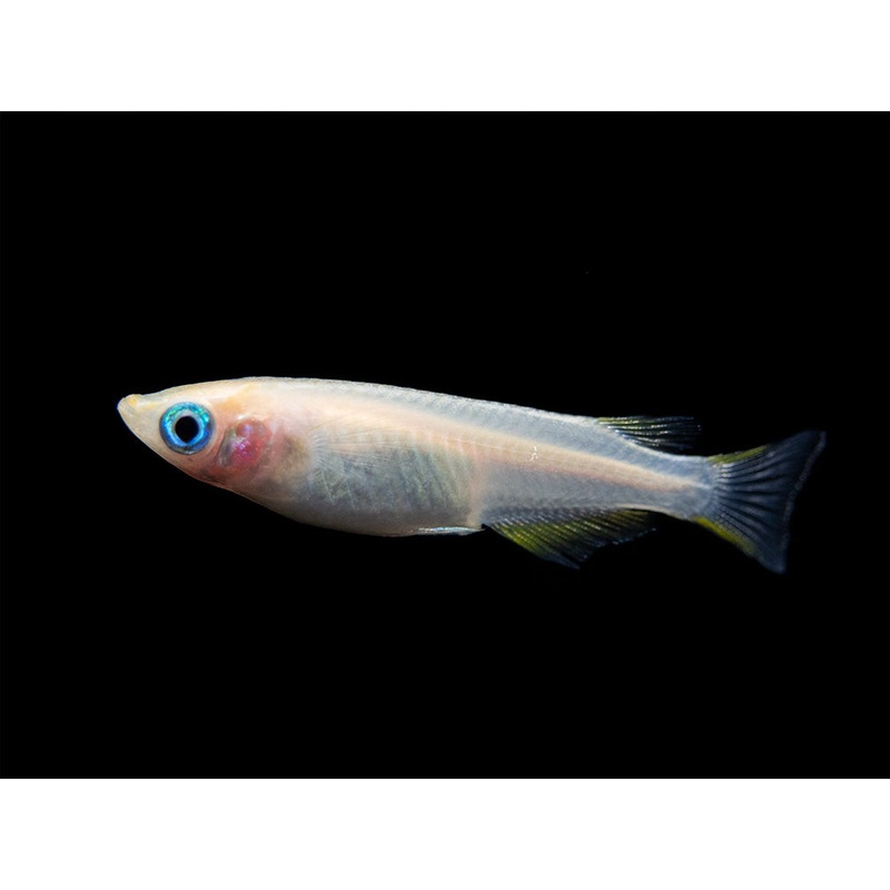 Pearl Galaxy Medaka Ricefish aka Japanese Ricefish/Killifish (Oryzias latipes “Pearl Galaxy”) – Tank-Bred! School of 3