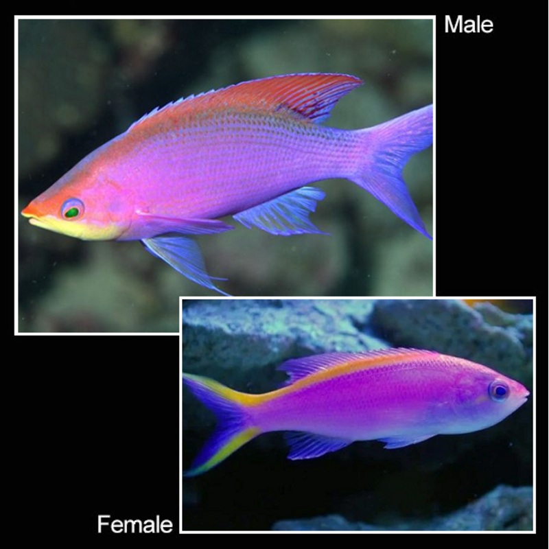 Purple Anthias