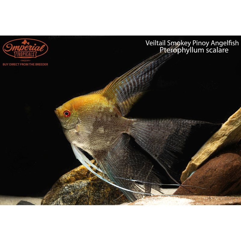 Veiltail Smokey Pinoy Angelfish 1-2 Unsexed