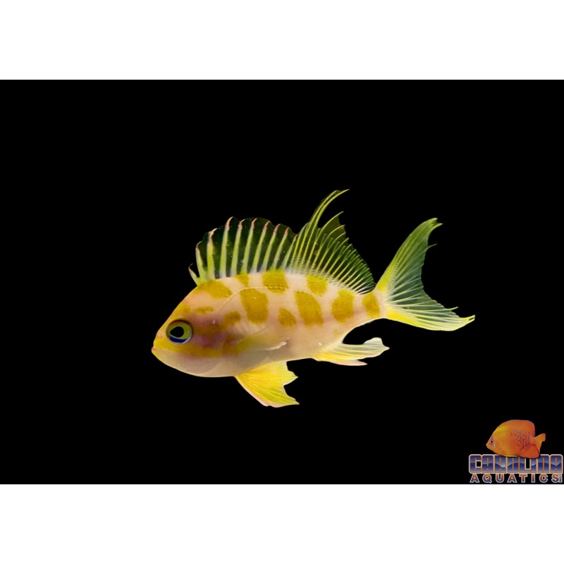 Anthias – Borbonious