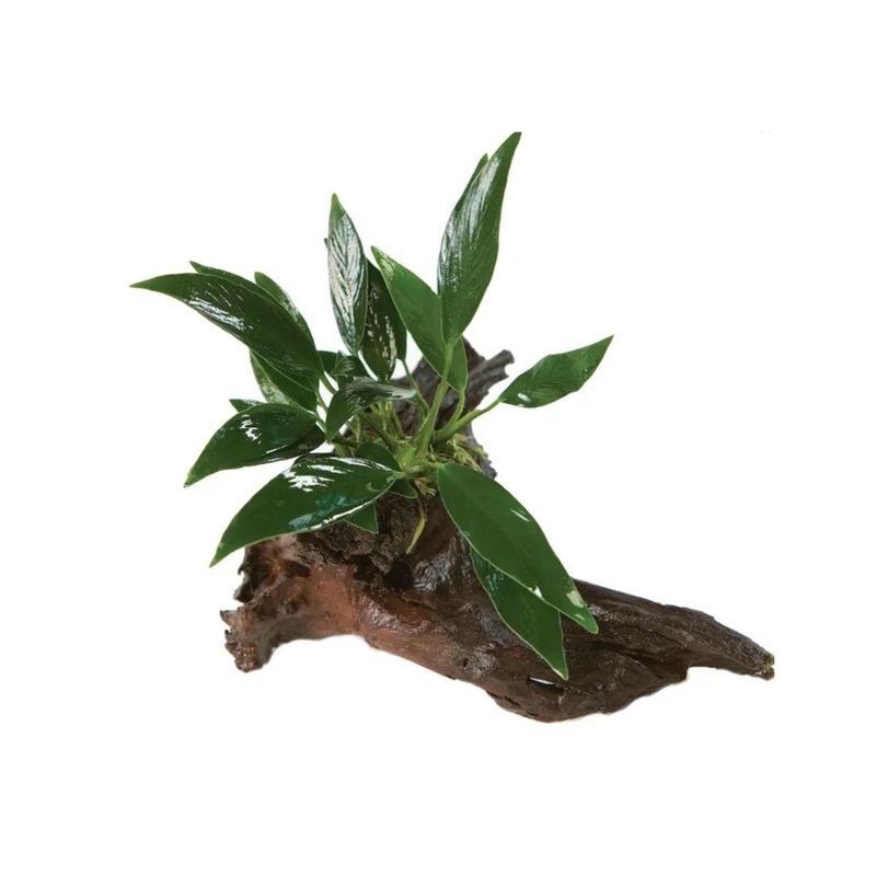 Anubias Afzelli OT Driftwood Creation – Mini