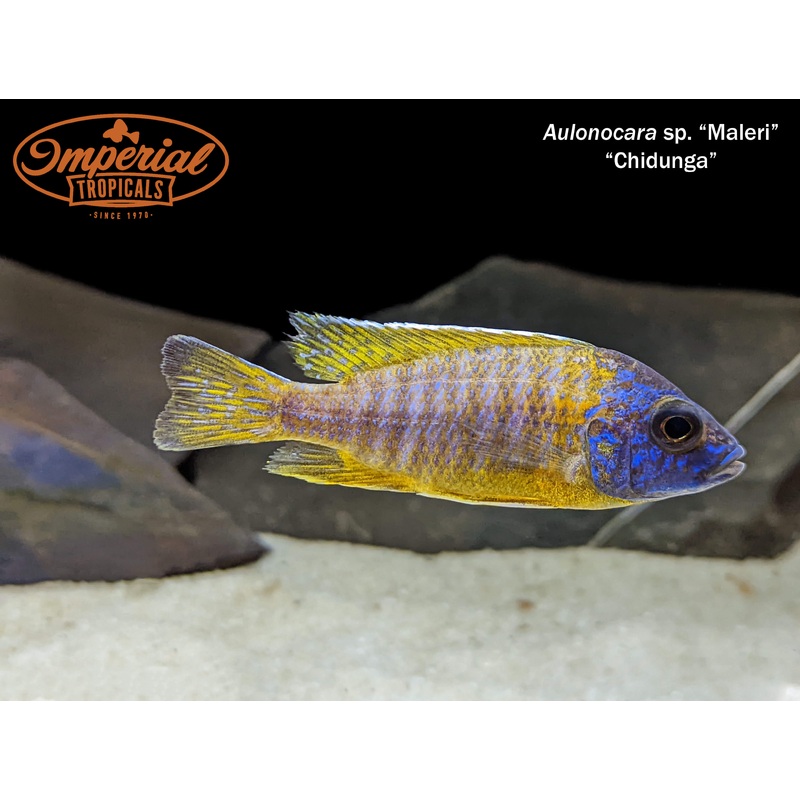 Aulonocara sp. Maleri “Chidunga” 1-2″ Unsexed German Strain