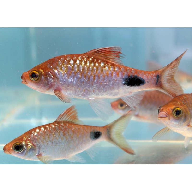 Black Spot Barb X 10 4-6cm
