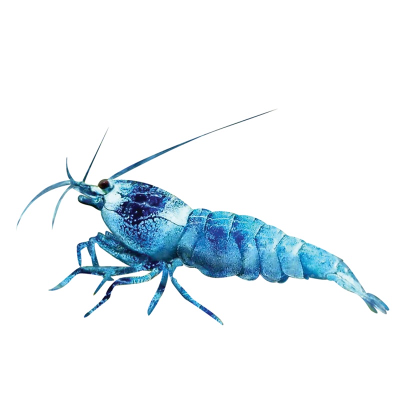 Blue Bolt Decal Sticker