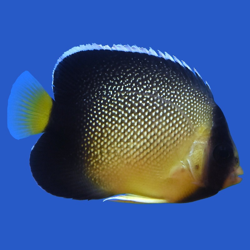 Cream Angelfish Small (under 1.5 inch)