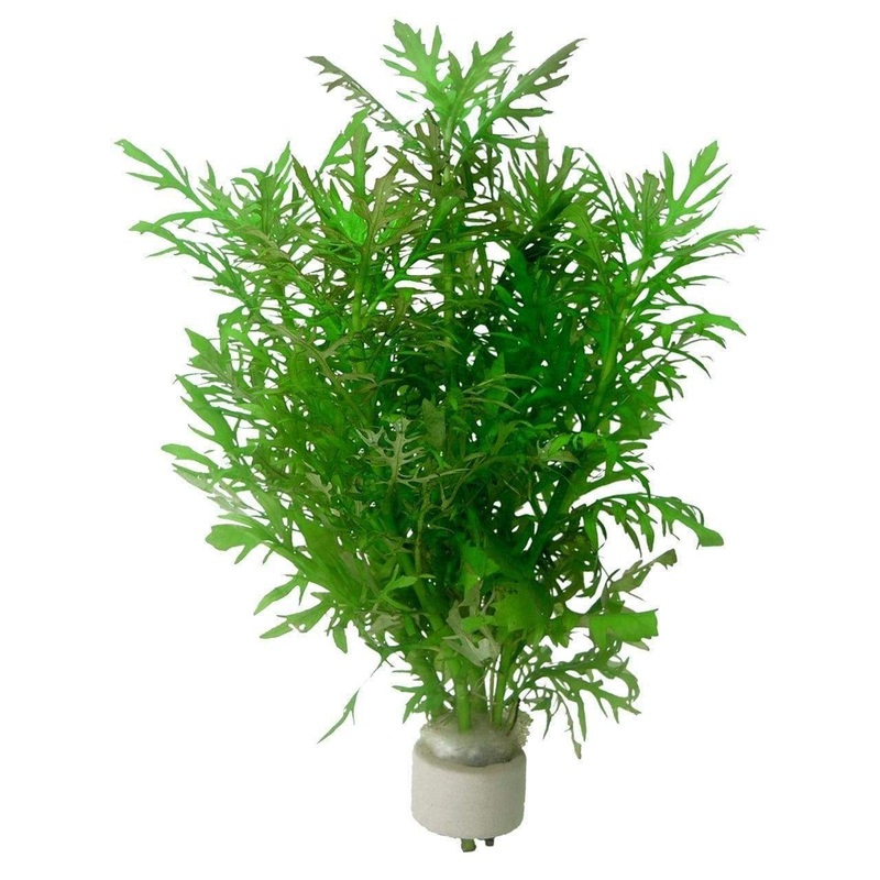 Hygrophila Difformis Fresh-cut Plants
