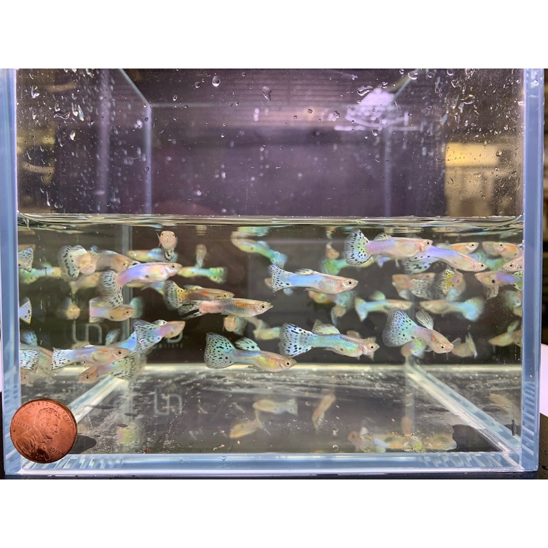 Japanese Blue Tail Guppy Males