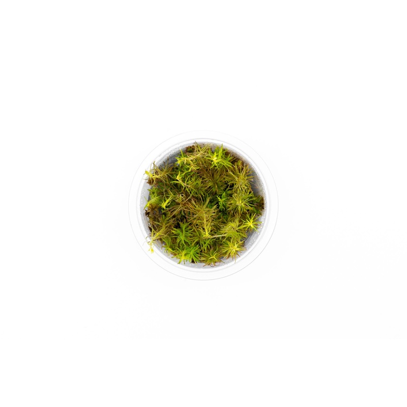 Rotala Wallichii Aquatic Farmer Tissue Culture