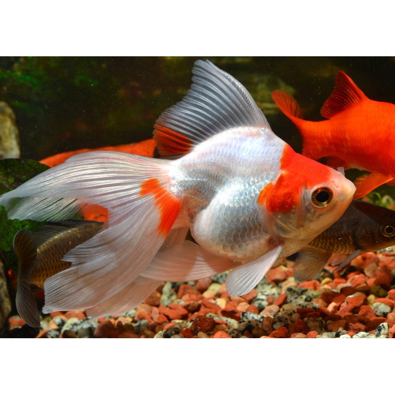 Ryukin Red And White Large 9-12cm