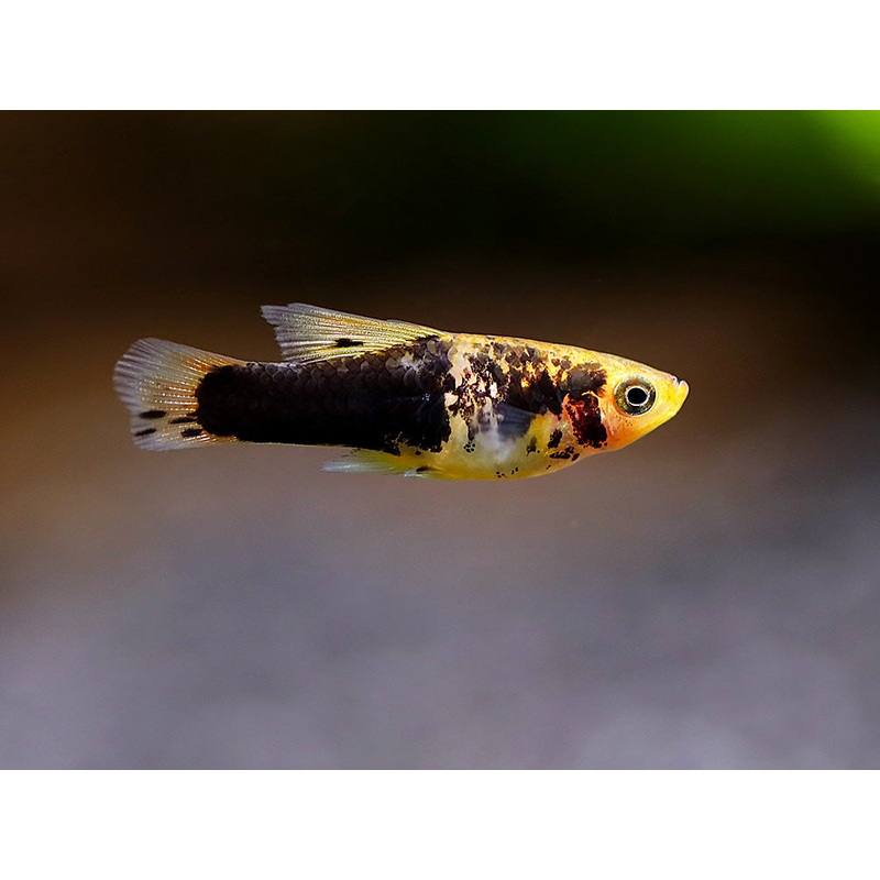 Hi Fin Yellow Variatus Platy (Xiphophorus variatus)  Locally Bred! 1 Fish