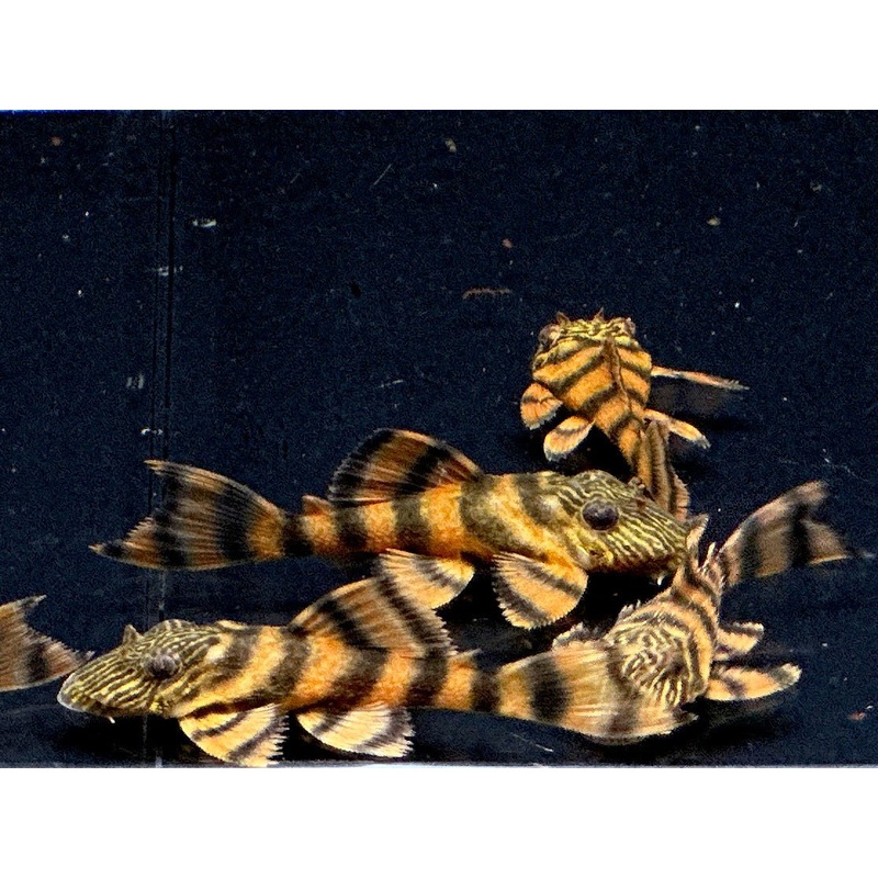 L397 Alenquer Tiger Pleco