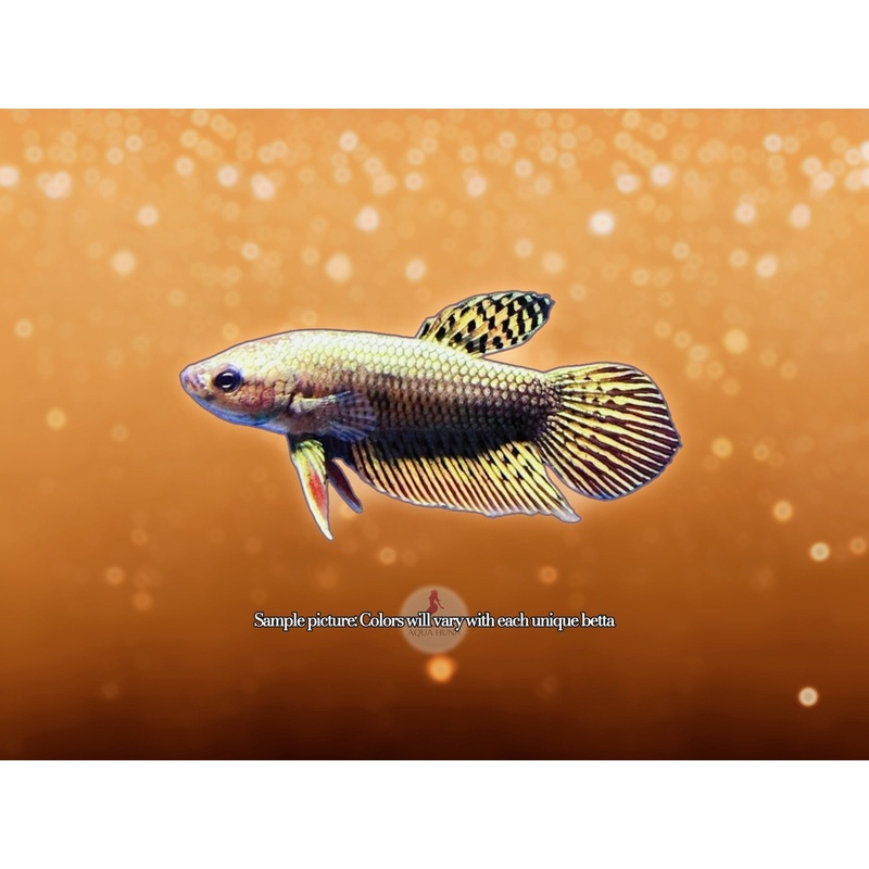 Alien Copper Red Betta