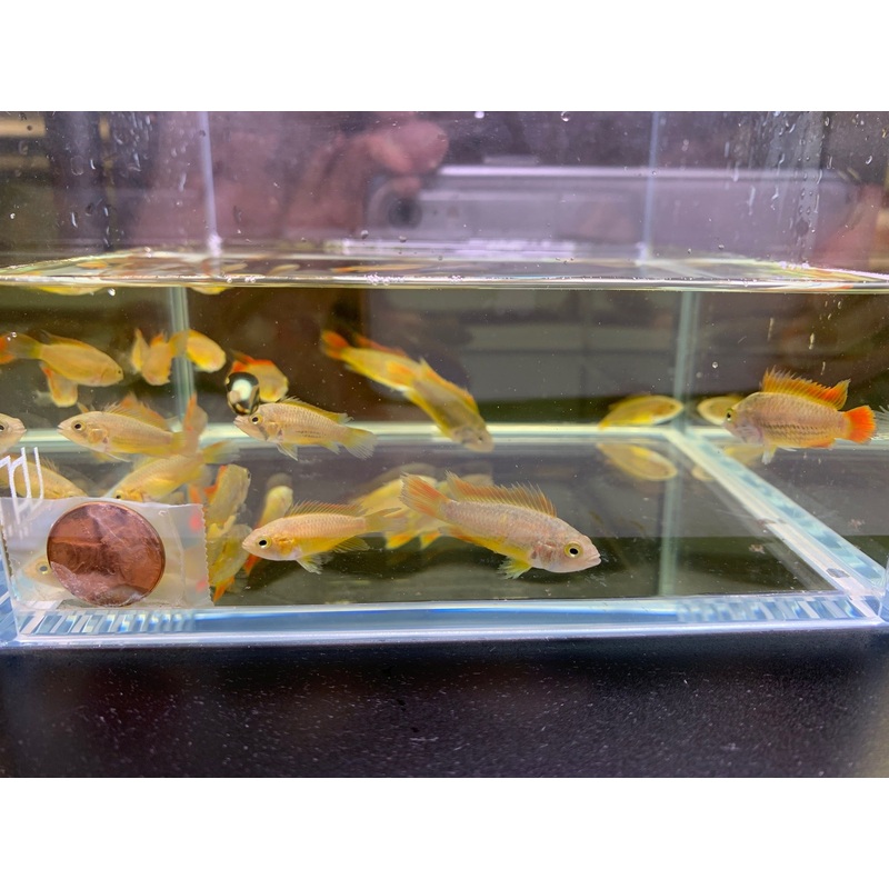 Apistogramma Cacatuoides Double Orange