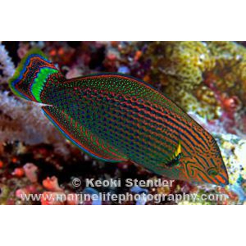 Dusky Wrasse