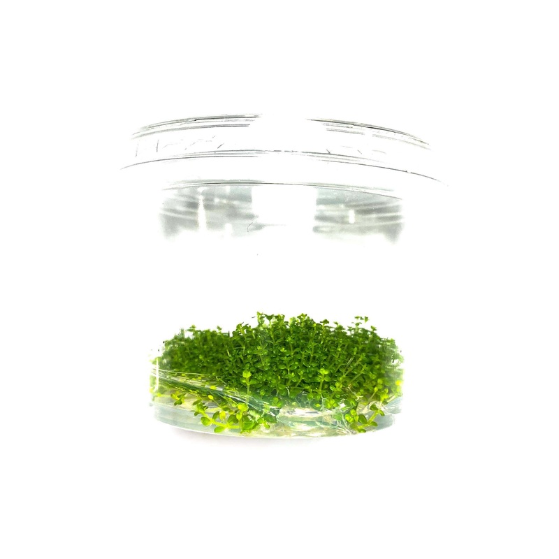 Dwarf Baby Tears  | Hemianthus Callitrichoides | Tissue Culture