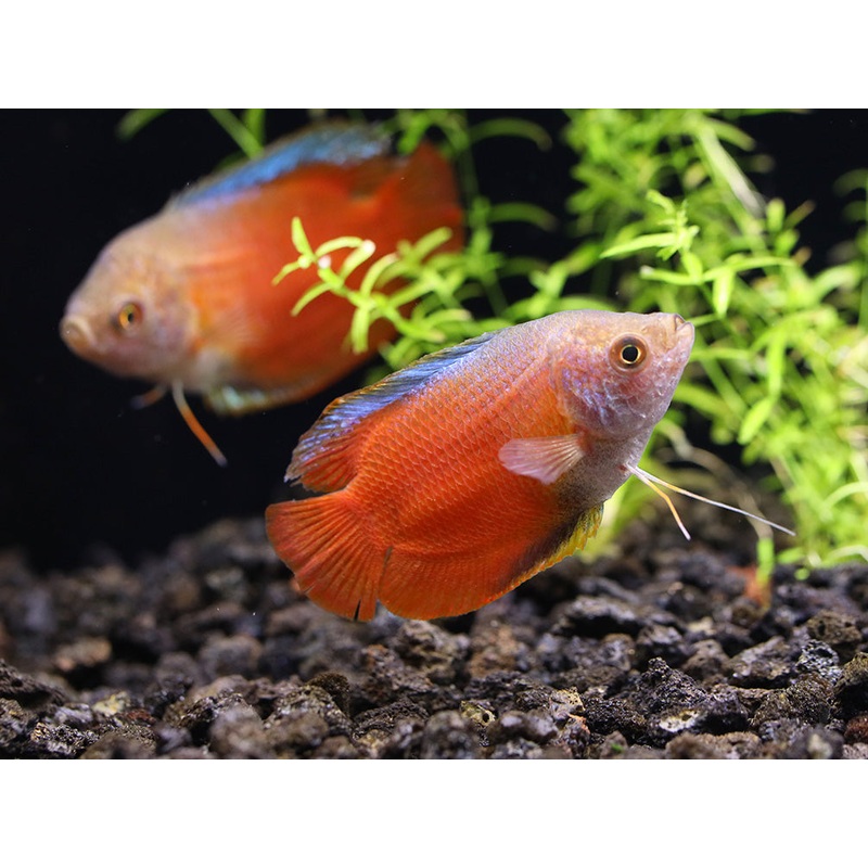 Flame Dwarf Gourami (Trichogaster lalius)  Tank Bred 1 Male