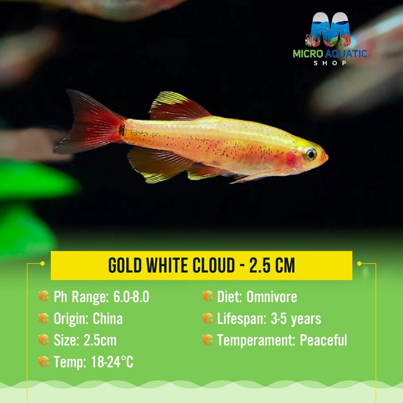 Flash Sale Gold Cloud 2cm 1 pc