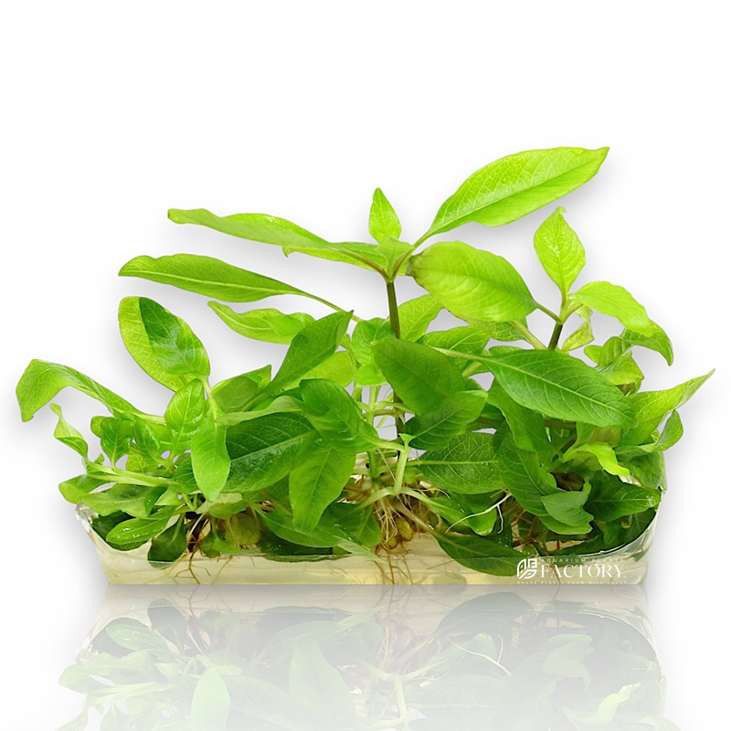 Hygrophila corymbosa ‘Kompakt’ Vitro Culture