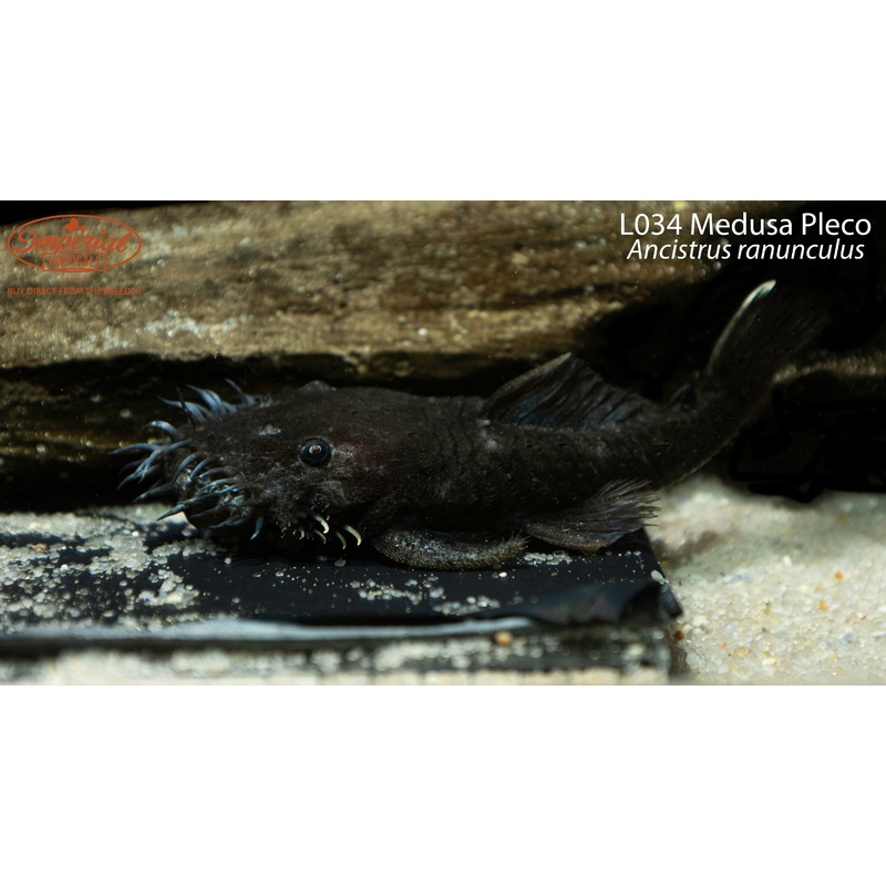 L034 Medusa Pleco 3-4″ Unsexed