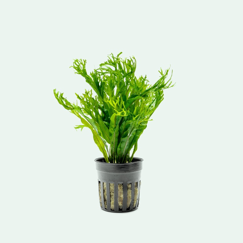 Microsorum Pteropus ‘Windelov’