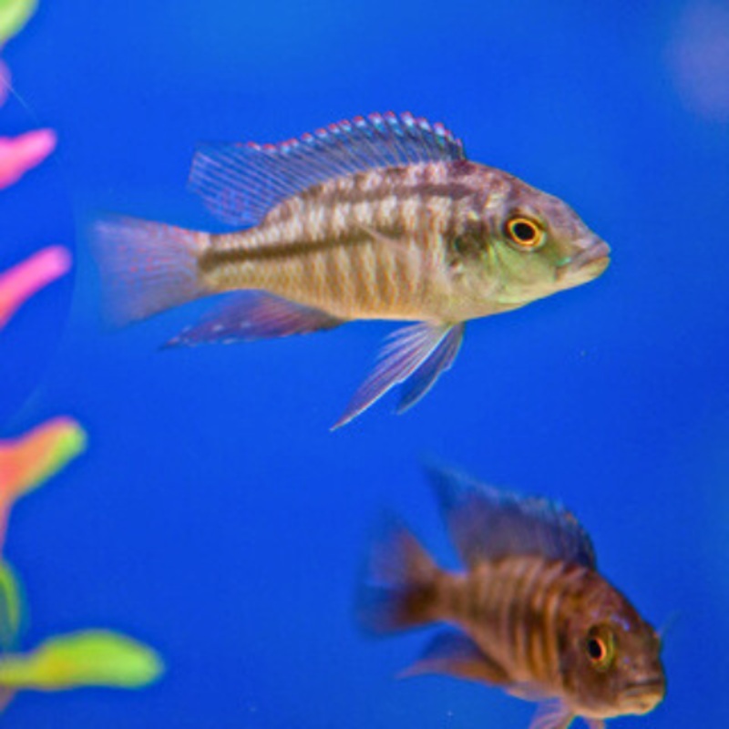 Mixed Malawi Cichlids 3 – 4 cm