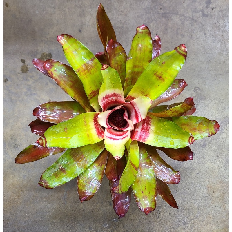 Neoregelia “Hawaii”