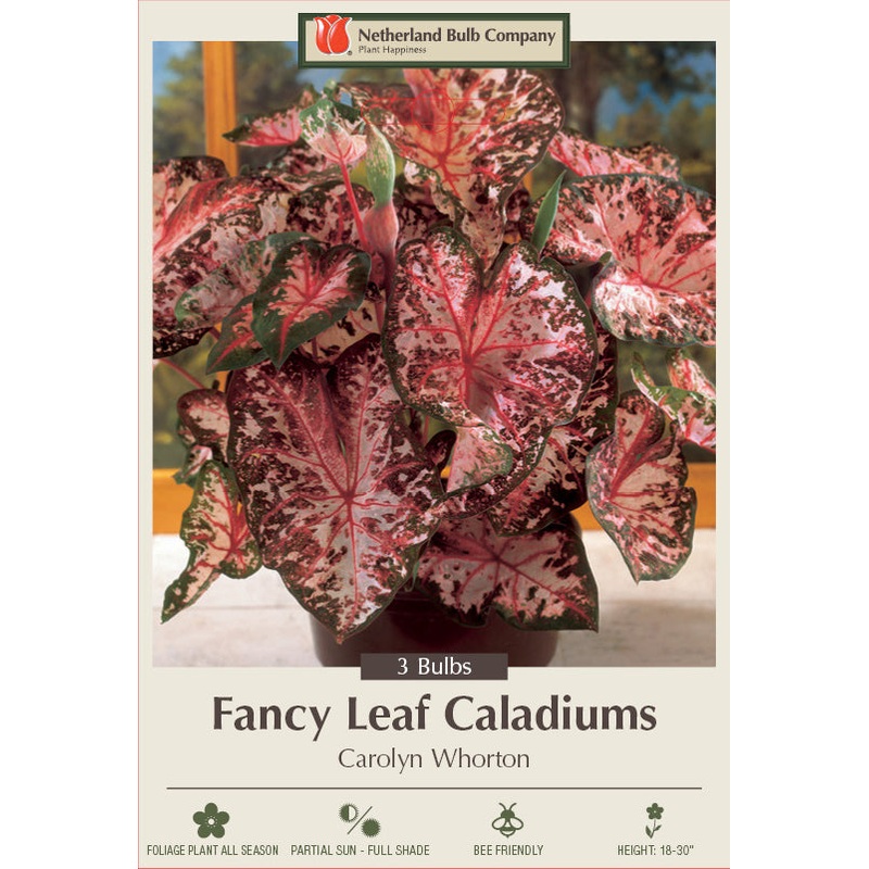 Netherland Bulb Company Fancy Leaf Caladiums – Carolyn Whorton 3 Bulbs – Light Pink/Dark