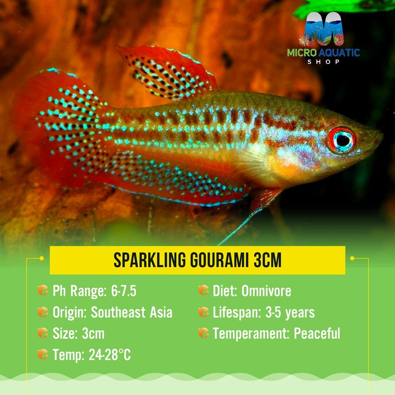 Sparkling Gourami 2cm 1 gourami