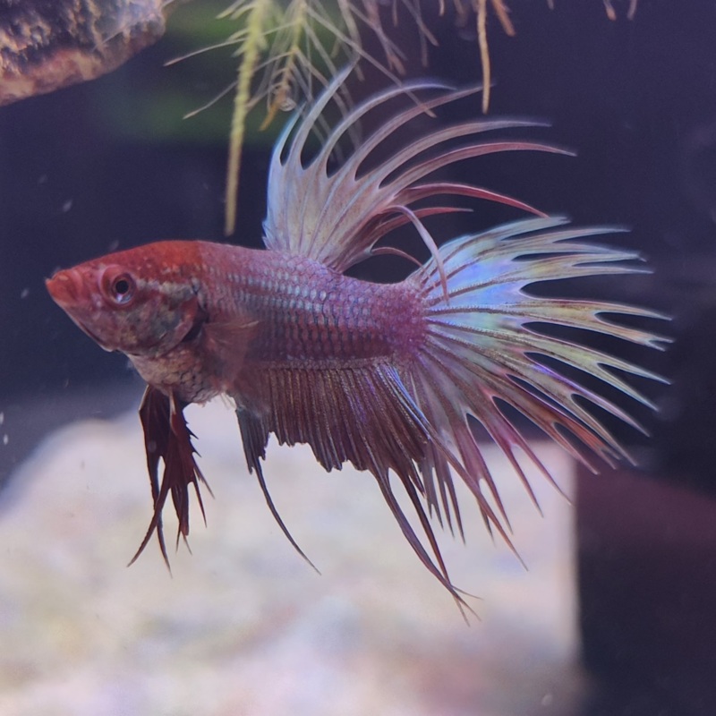 Taco – Crowntail Male Betta