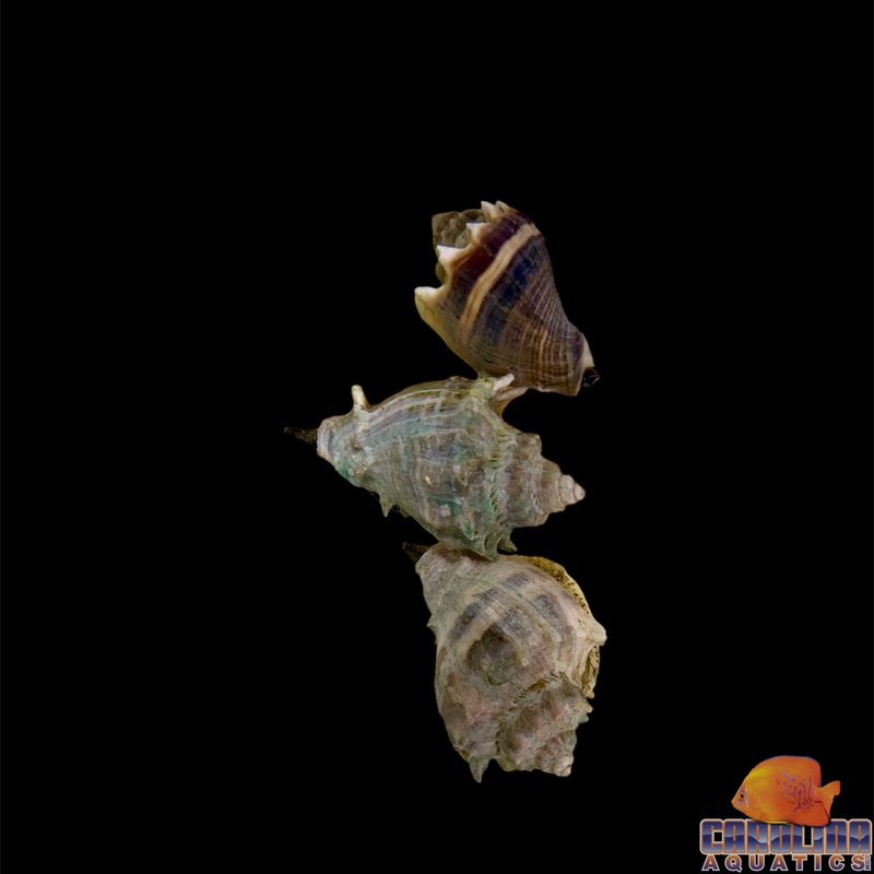 Conch – Crown