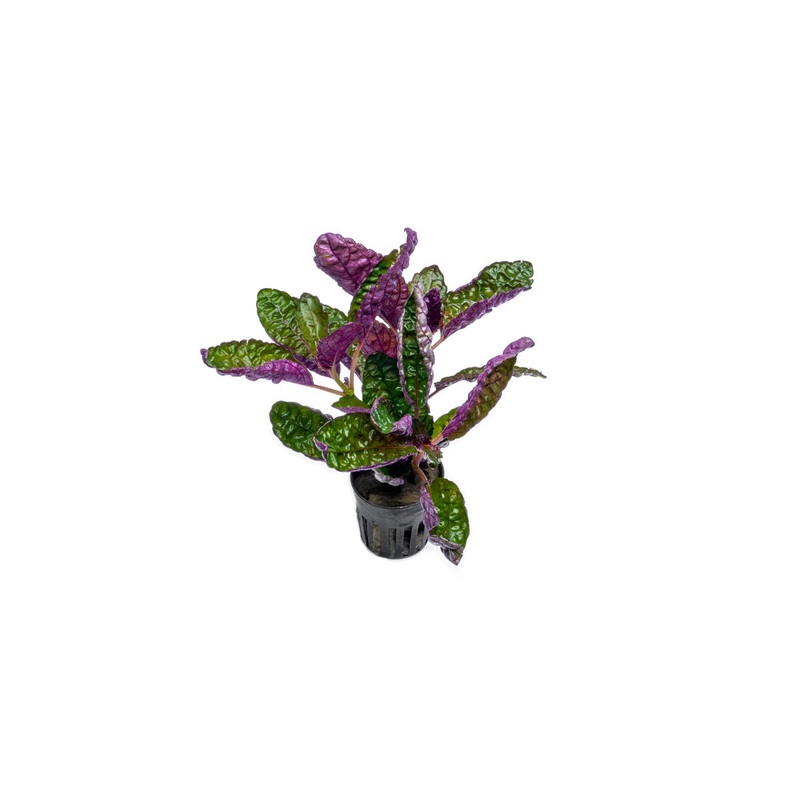 Hemigraphis Colorata / Purple Waffle Pot