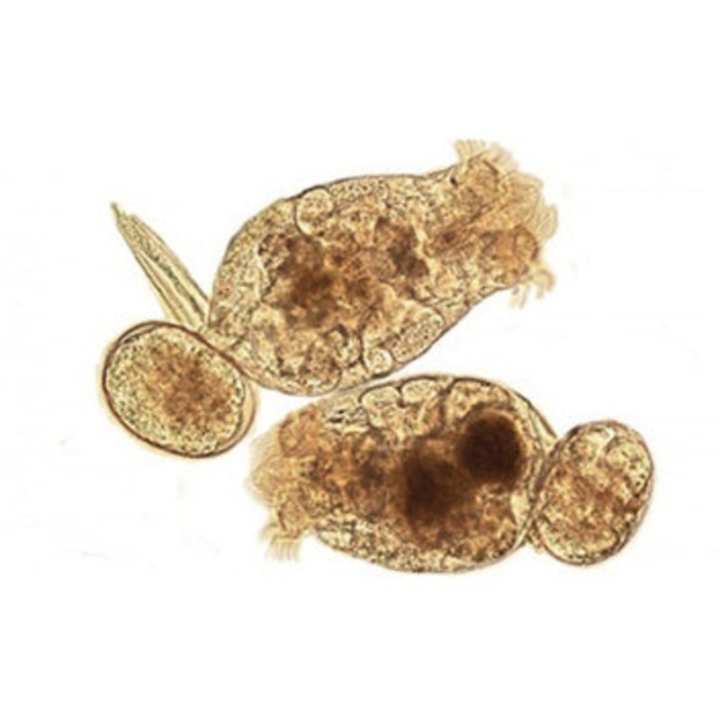 Live Rotifers (per serve)