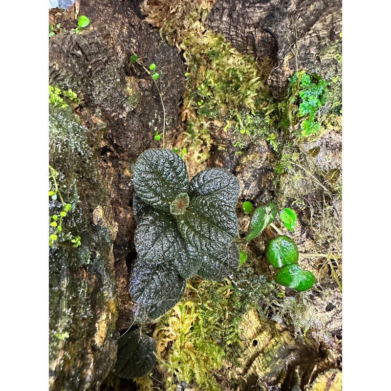 Pilea repens 8-12 leaf cutting