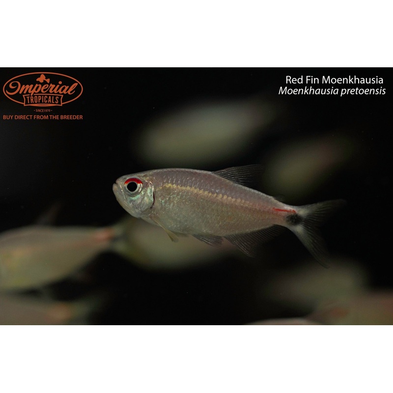 Red Fin Moenkhausia 1-2″ Unsexed