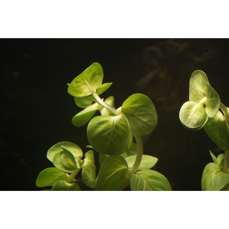 Rotala rotundifolia 1 Bunch