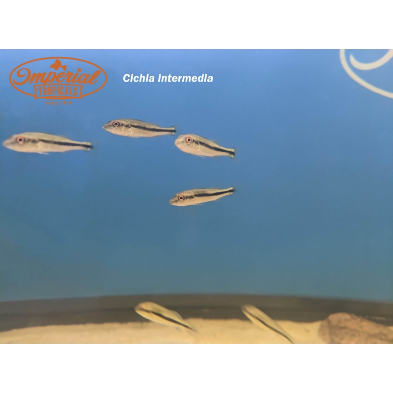 Royal Peacock Bass 3-4″ Unsexed