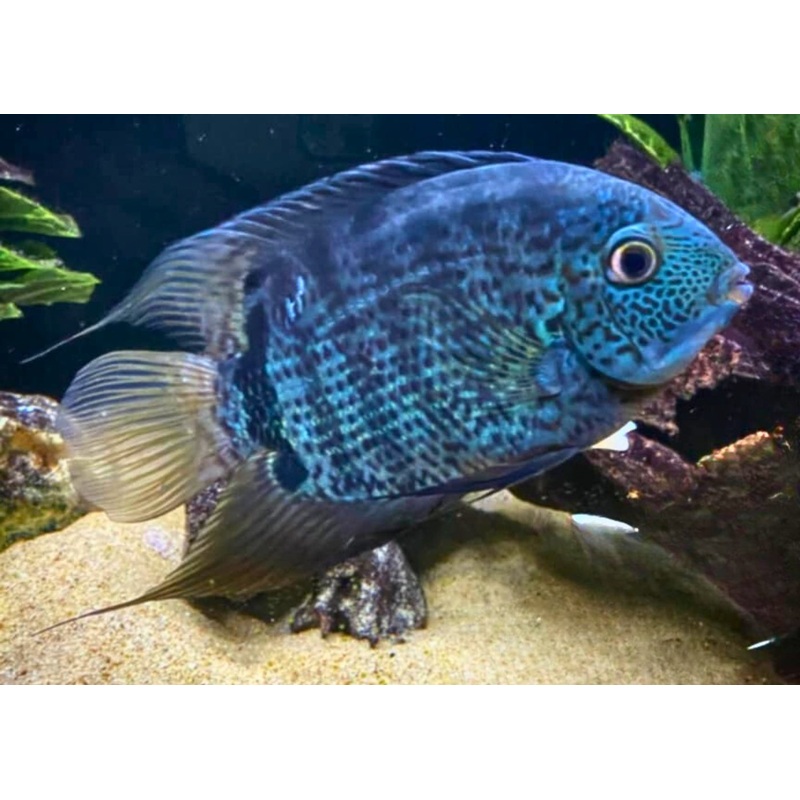 Severum – Blue 4-6cm