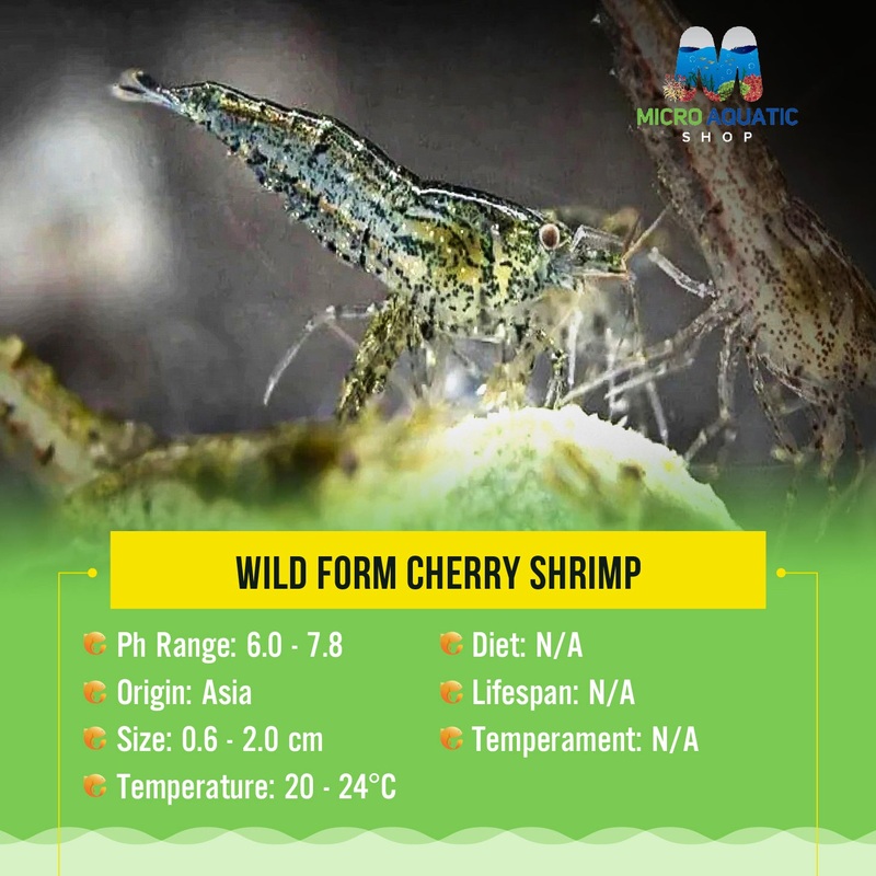 Wild Form Cherry Shrimp 1  juvie 1cm