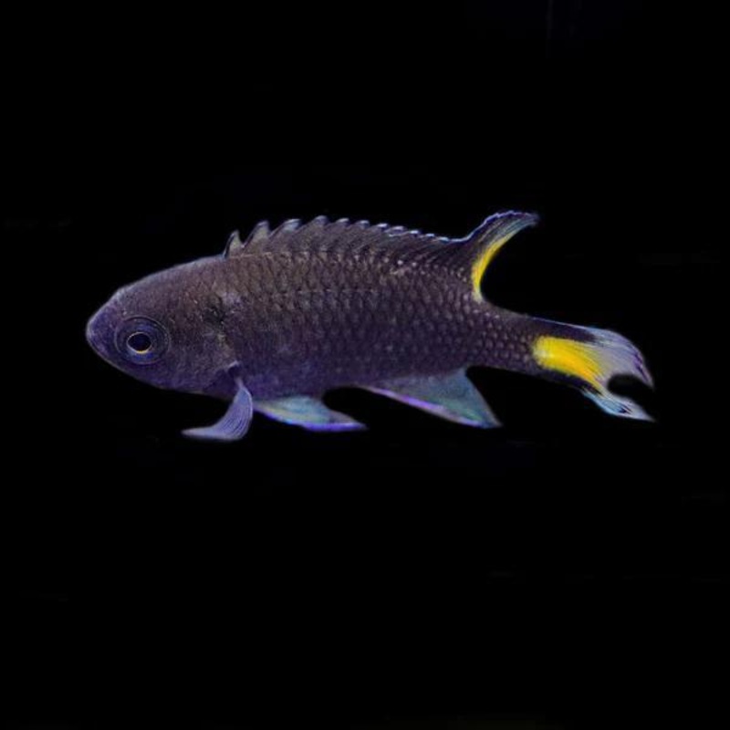 Biota Lyretail Damselfish