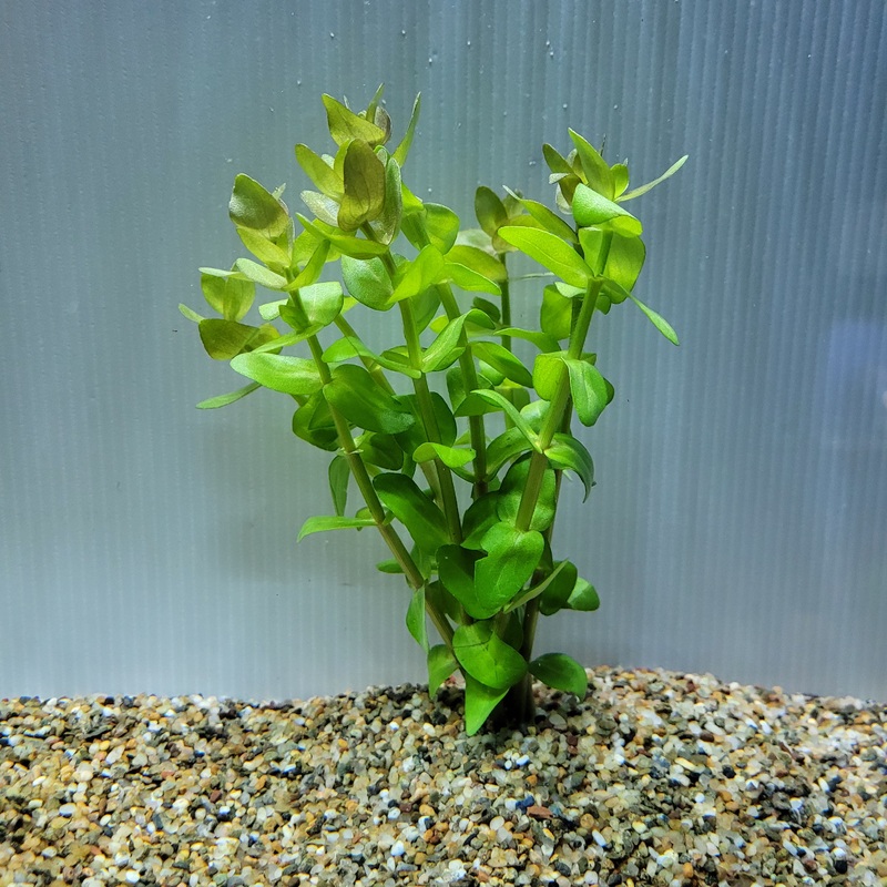 Bunch Plant – Bacopa caroliniana