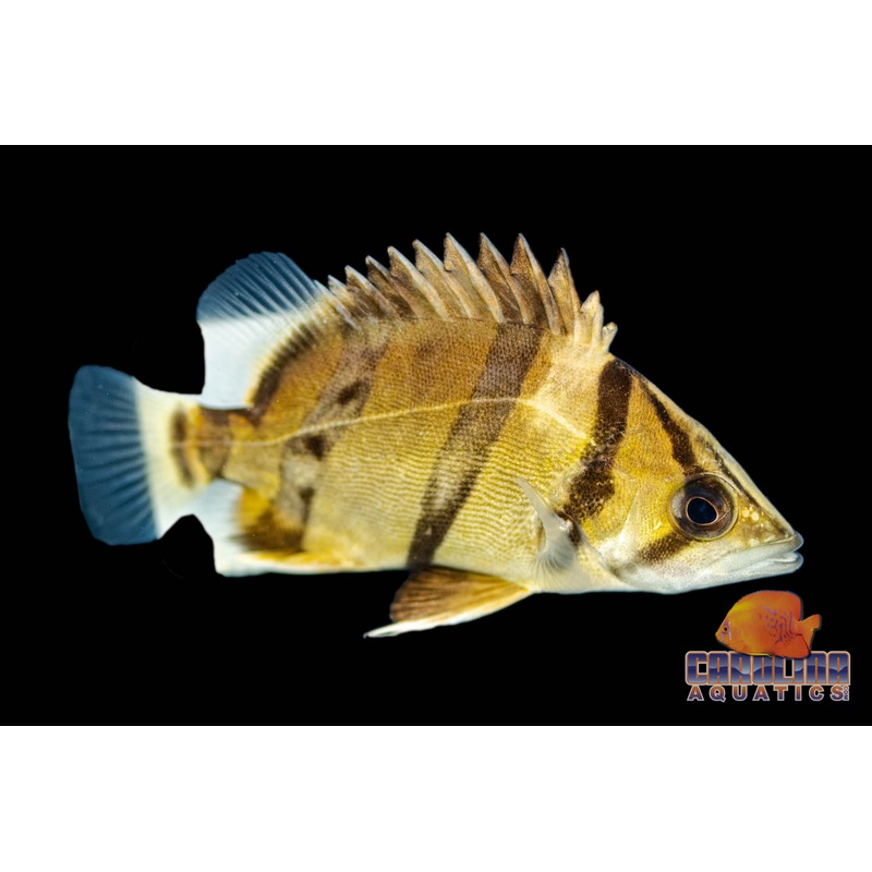 Datnoid – Tiger Thinbar (NTT) 3-3.5in.